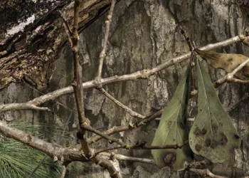 Mossy Oak Country DNA