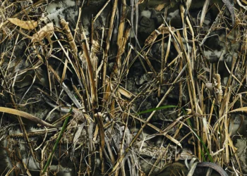 Realtree MAX-7