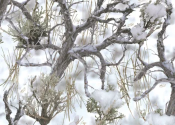 MC2-Snow