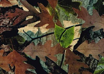 206 Tru Woods Camo