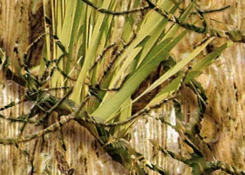 265 Mothwing-Marsh Mimicry