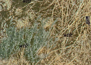 331 BackLand West