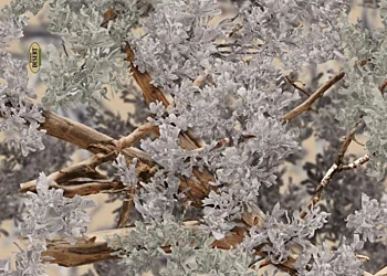 366_Kings_Desert_Shadow_Camo