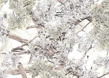 423_Kings_Snow_Shadow