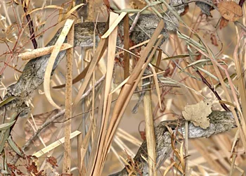 425_Kings_Field_Shadow