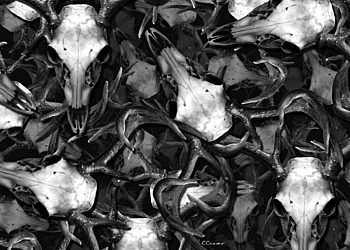 514 ECamo-Deerskull