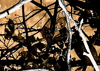 536 Outshine Camouflage
