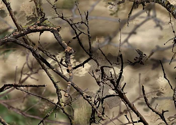 901 Go Wild Camo I-M Brush