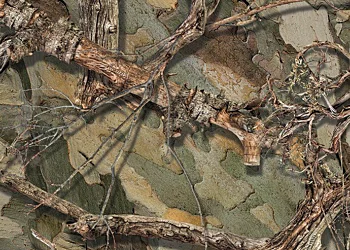 929 Monster Camo