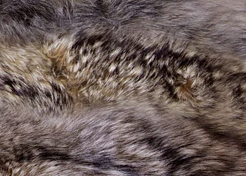 974 Yote