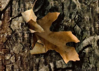 205 Mothwing Original