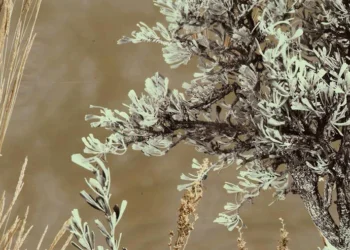 249 Prairie Ghost-Ultimate