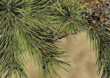 250 Prairie Ghost-Ridge Ghost