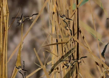 332 BackLand Waterfowler