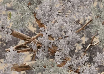 366_Kings_Desert_Shadow_Camo