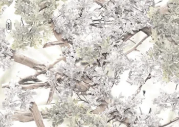 423_Kings_Snow_Shadow