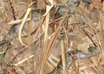 425_Kings_Field_Shadow