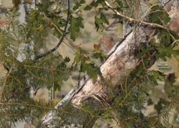 427_Kings_Mountain_Shadow