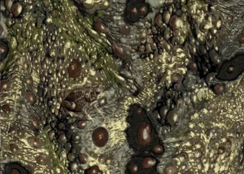 449 Toadback Toad-A-Flage