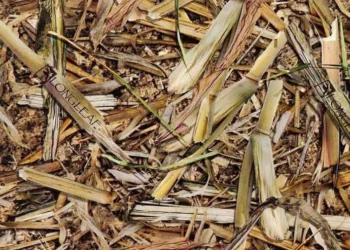 484 Longleaf-Fatal Flight