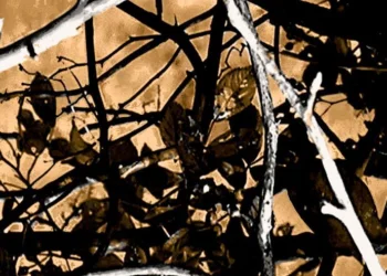 536 Outshine Camouflage