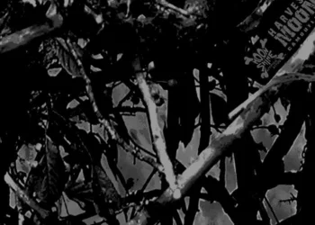 537 Harvest Moon Camouflage