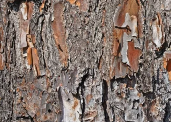 571_Pine_Forest_Camo