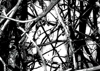 729 Moon Shine Freedom