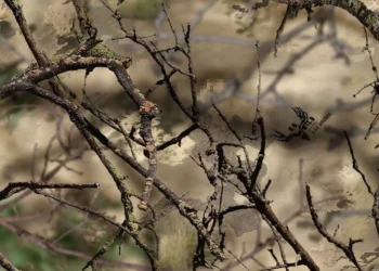 901 Go Wild Camo I-M Brush