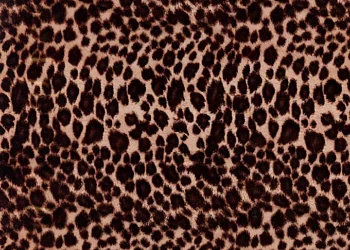129-Cheetah