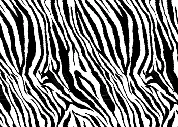629 Zebra Mini