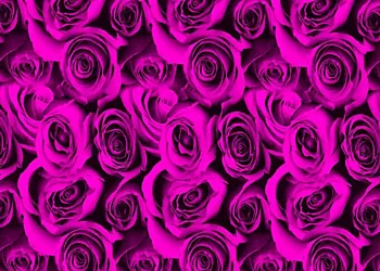 954-Black-Roses-Pink