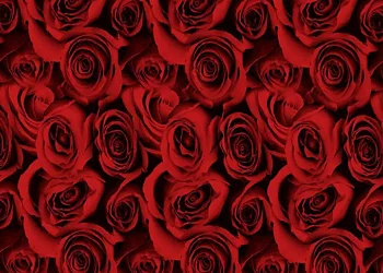 954-Black-Roses-Red