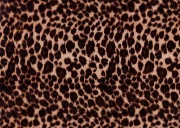 129-Cheetah
