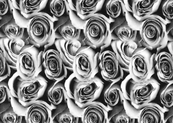 954-Black-Roses