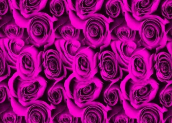 954-Black-Roses-Pink