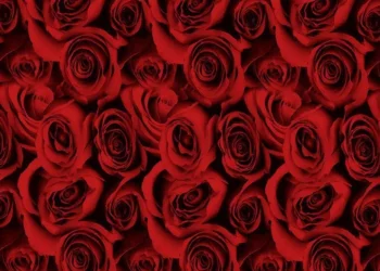 954-Black-Roses-Red