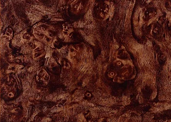 228 Carpathian Elm Burl