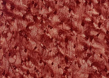 236 Red & Gold Birdseye