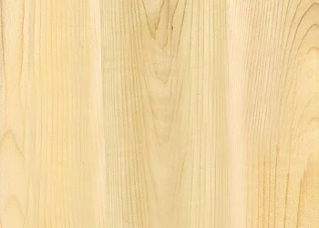 489 Eastern White Cedar