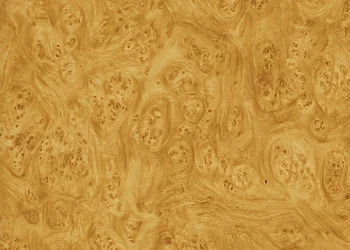 550 Golden Carpathian Elm Burl