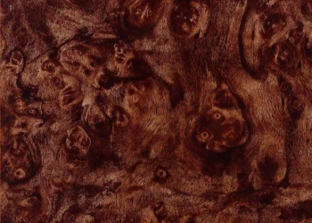 228 Carpathian Elm Burl
