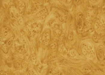 550 Golden Carpathian Elm Burl