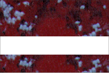 Wild Cranberry Marble/Bone White